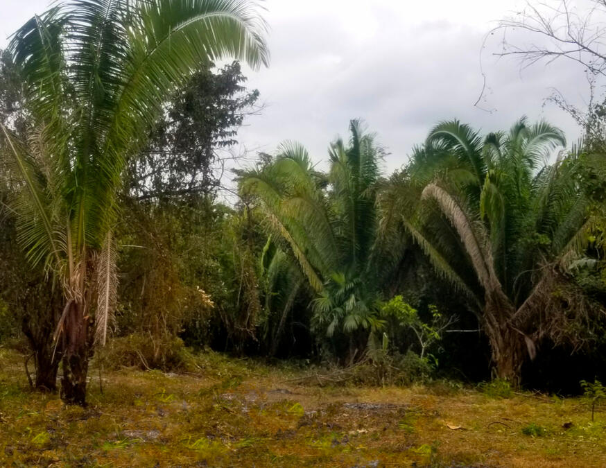 We cleared a portion of the land to see what we were working with. The bush was so thick.