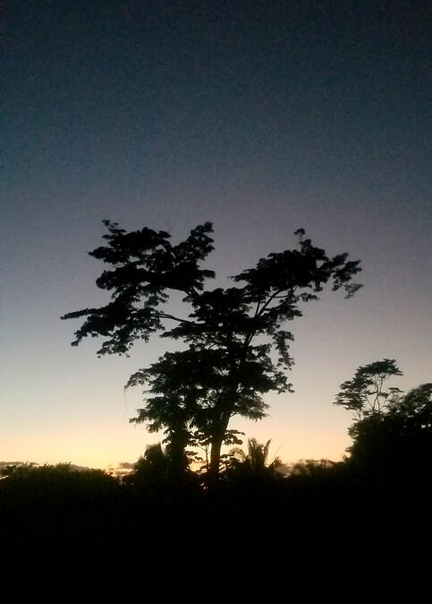 This silhouette of a tree was just called to me.