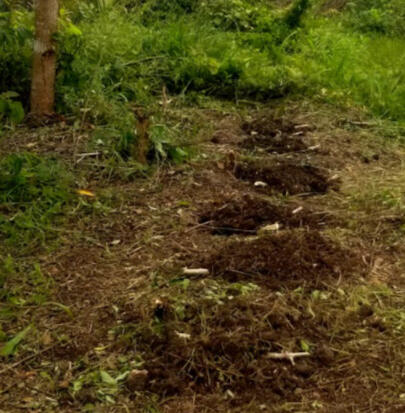 Irma planted casava. The little things that look like bones are broken casava stalks. She said you basically just toss them on the till ground and the take root.
